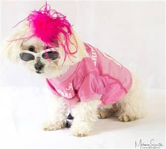 Maltipoo in a pink outfit