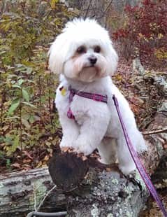 Maltipoo posing on a tree