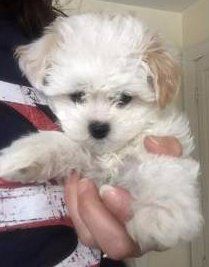 Maltipoo 3 month old puppy