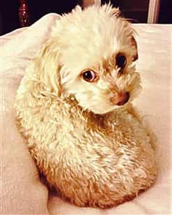 maltipoo-puppy-curled-up