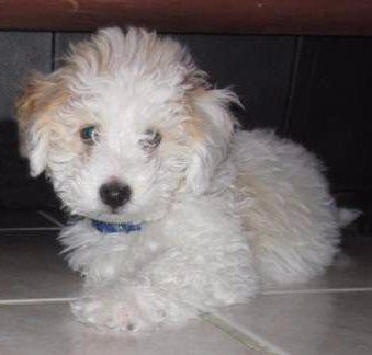 Maltipoo puppy healthy
