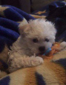Maltipoo puppy teething pacifier