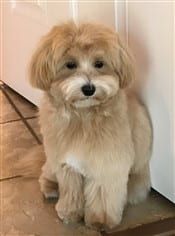 Maltipoo size at 8 months old