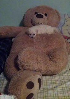 Maltipoo puppy on big teddy bear