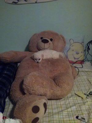 Maltipoo sleeping on huge teddy bear