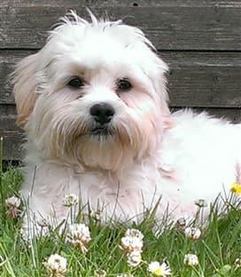 Maltipoo summer picture, on grass sunny day