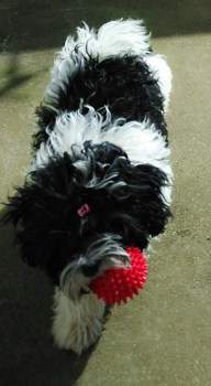 Maltipoo with toy in mouth