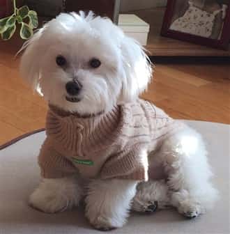 Maltipoo wearing winter sweater