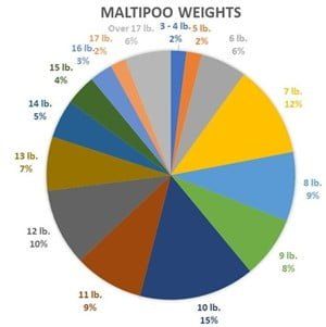 Maltipoo weight pie chart data