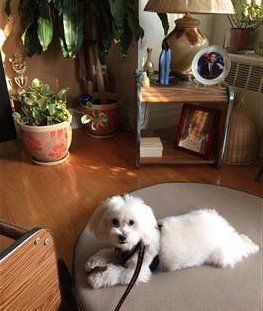 Maltipoo - all white