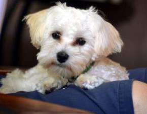 Maltipoo white and cream