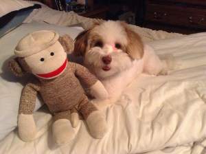 Maltipoo with stuffed toy