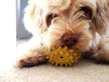 Maltipoo with toy