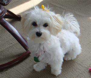 Maltipoo with yellow bow