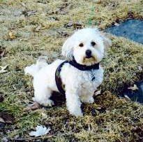 Maltipoo 3 years old