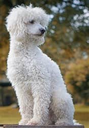 Buy maltipoo fully grown Shop