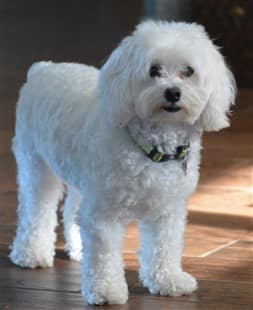 pretty, white Maltipoo dog