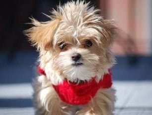 really cute Maltipoo dog