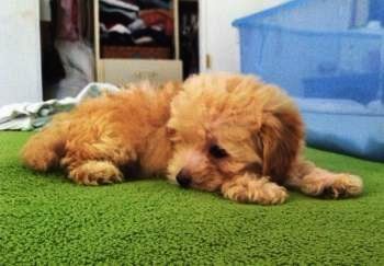 red Maltipoo