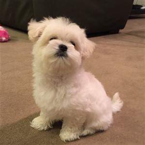 Picture of Maltipoo | Enjoy Looking at Lots of Maltipoo Photos