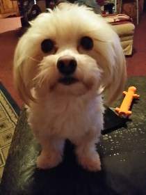 rounded hair cut on Maltipoo