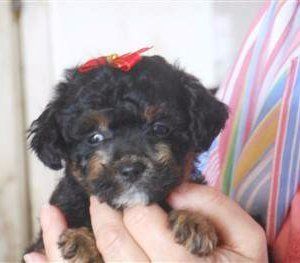 small Maltipoo puppy