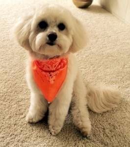 Squared hair style on Maltipoo
