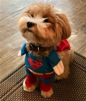 superman pet costume