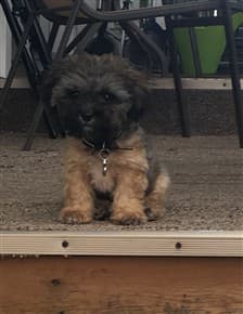 tan-and-black-maltipoo