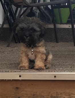 tan-and-black-maltipoo