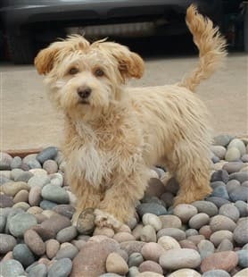Tan Maltipoo outside on rocks