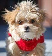 Maltipoo hair cut top hairs long