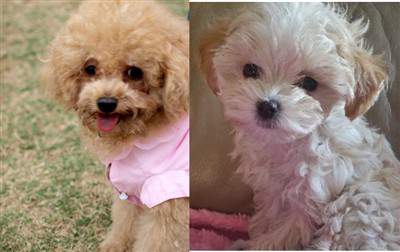 toy Poodle vs Maltipoo