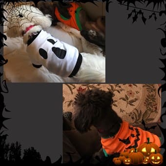 two dogs on Halloween