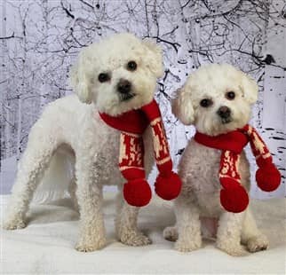 two Maltipoo dogs in the winter time