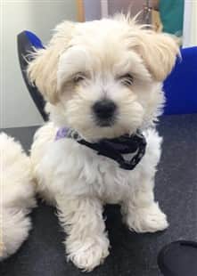 Very fluffy Maltipoo dog