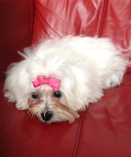white-and-tan-maltipoo-on-red-chair