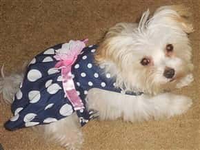 white female Maltipoo