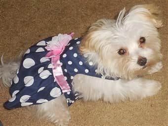 white female Maltipoo