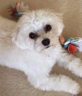 white Maltipoo with black eyes