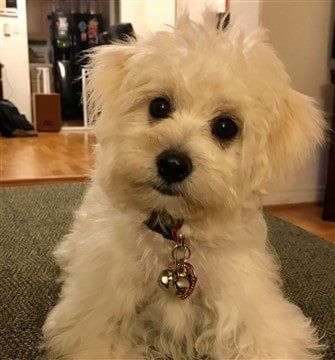 white Maltipoo with clean face