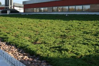 Guide to Commercial Green Roofs Systems - Intensive Green Roofs - IKO