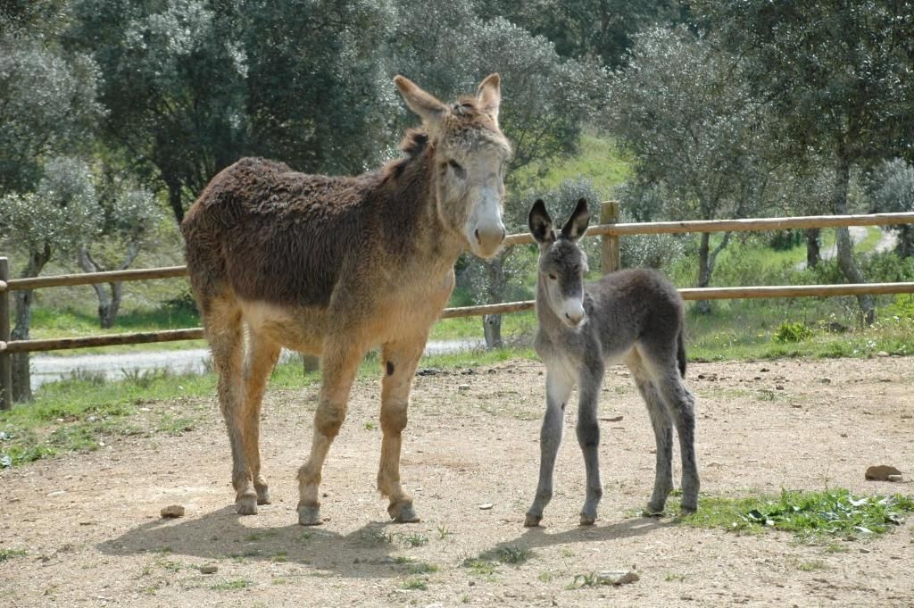 Burro e potro em pé, um ao lado do outro, em um campo de terra perto de uma cerca de madeira e árvores.