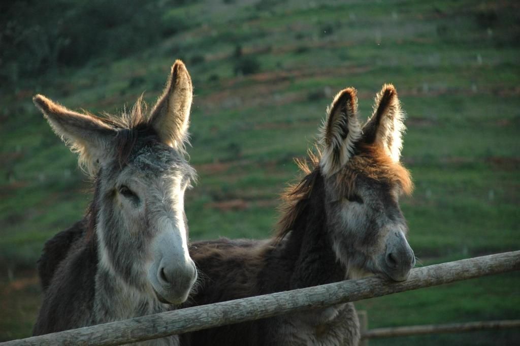 Dois burros, um cinza e um marrom, com a cabeça apoiada em uma cerca de madeira, ao ar livre sob a luz do sol.