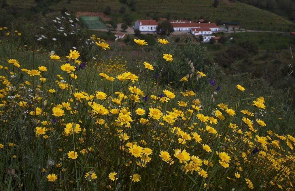 Flores silvestres amarelas em um campo, com um prédio branco ao fundo em uma encosta.