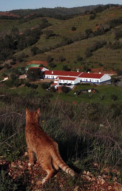 Um gato malhado laranja observa um prédio branco com telhas vermelhas em uma paisagem verde e montanhosa.