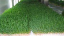 View of grass being grown