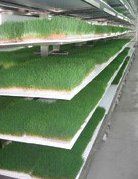 View of green plants being grown in shelves 