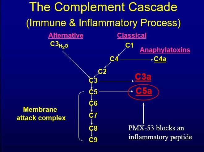 complement cascade