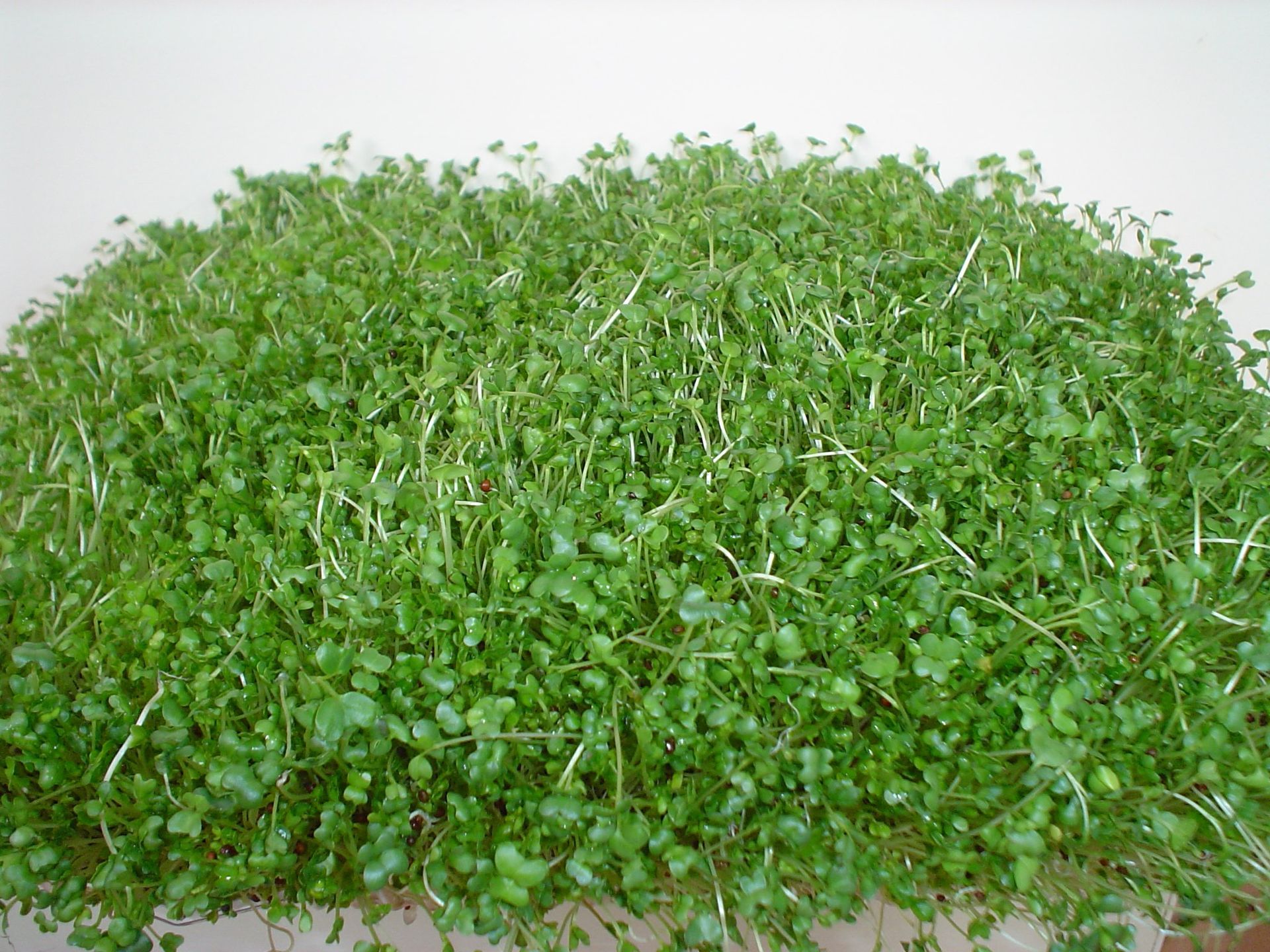 sprouts